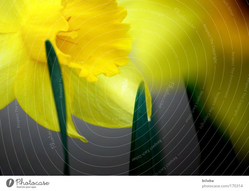 Daffodil in morning light daffodil Narcissus Detail Yellow blurriness Colour photo Exterior shot Close-up Deserted Copy Space right Copy Space bottom Morning