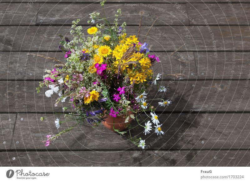 Once across the summer meadow Plant Summer Flower Grass Bouquet Vase Wood Natural Beautiful Multicoloured Joy Fragrance Colour Nature Wooden floor Weathered