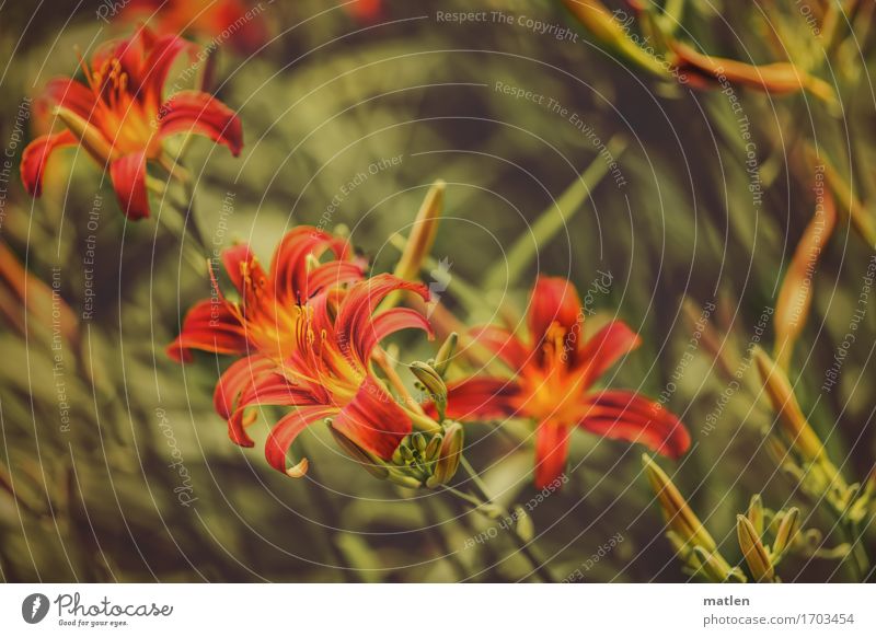 wild lilies Nature Plant Summer Leaf Blossom Wild plant Blossoming Green Orange Red Lily Subdued colour Exterior shot Close-up Abstract Pattern Deserted