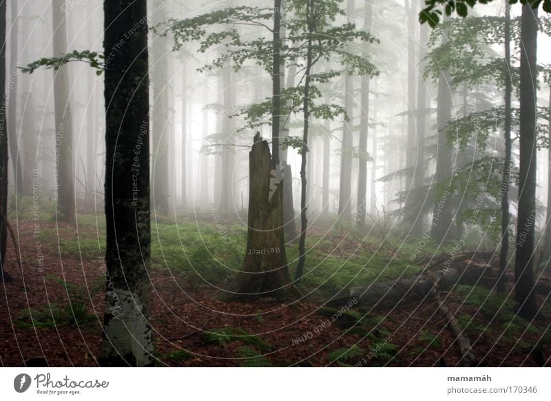 Fog walk I Colour photo Exterior shot Nature Landscape Bad weather Tree Moss Forest Dark Creepy Fear Tree trunk Leaf Eerie Fairy tale Enchanted forest Day