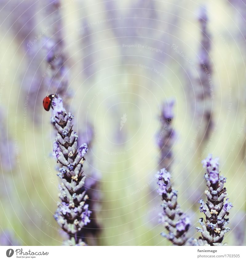 happy beetle Nature Plant Beautiful Ladybird Lavender Lavender field Happy Provence Violet Field Insect Bright green South Southern France Square Warmth