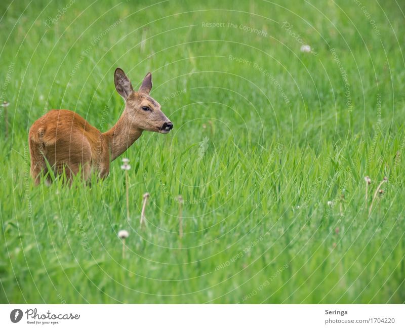 Shy deer Grass Animal Wild animal Animal face Pelt 1 Looking Doe eyes Roe deer Meadow Colour photo Multicoloured Exterior shot Deserted Copy Space right