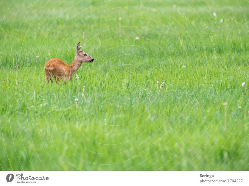 The deer is loose Nature Plant Animal Spring Summer Grass Field Forest Wild animal Animal face Pelt Animal tracks 1 To feed Roe deer Doe eyes Colour photo