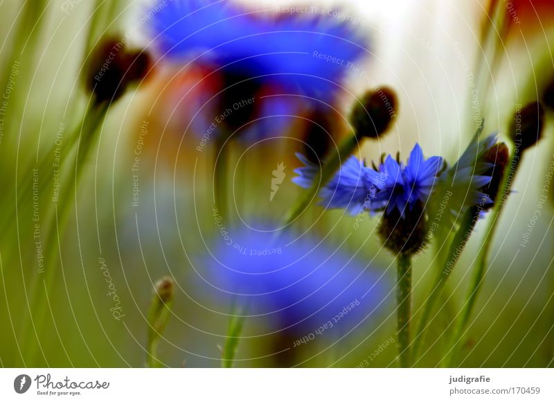 meadow Colour photo Multicoloured Exterior shot Close-up Summer Environment Nature Plant Flower Grass Wild plant Meadow Field Growth Fragrance Beautiful Blue