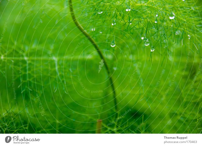 trickle Colour photo Exterior shot Close-up Deserted Copy Space left Copy Space right Copy Space bottom Environment Nature Plant Water Drops of water Fog Rain