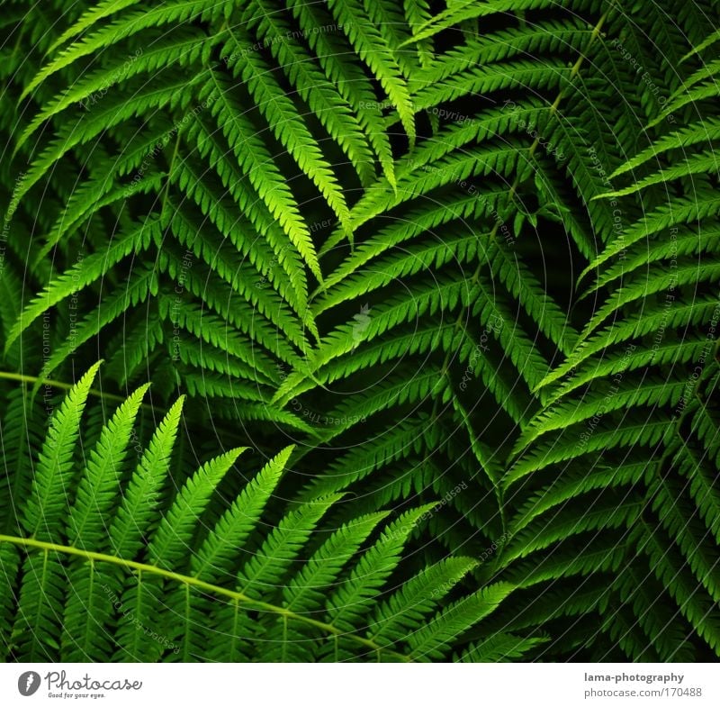 jungle leaves Colour photo Exterior shot Close-up Detail Macro (Extreme close-up) Structures and shapes Copy Space left Copy Space right Copy Space top