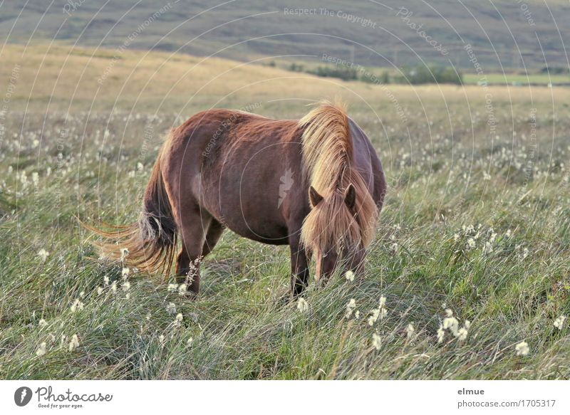 vast country Vacation & Travel Freedom Nature Meadow Pasture Iceland Horse Iceland Pony Icelander Mane Pelt Coat color Tails To feed Esthetic Original Beautiful