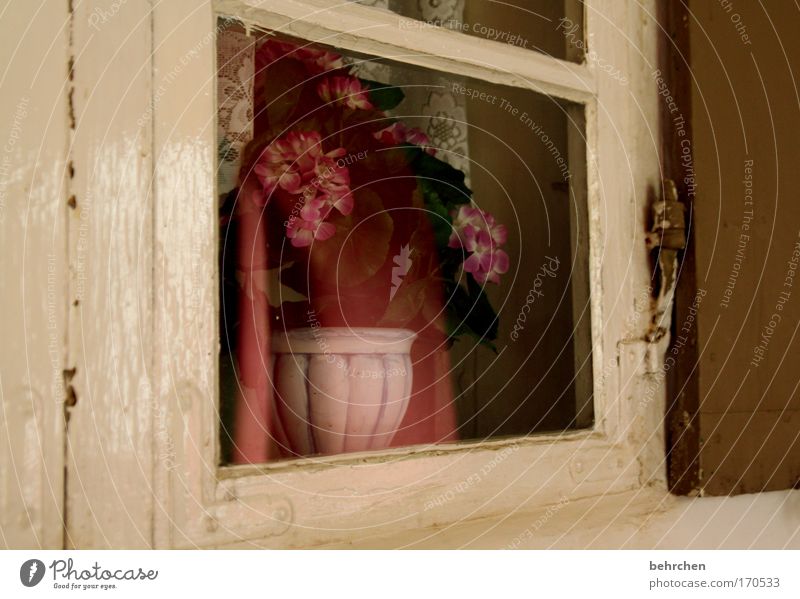 the secret window Colour photo Interior shot Malchow Mecklenburg-Western Pomerania Small Town Old town Manmade structures Monastery Arcade Window