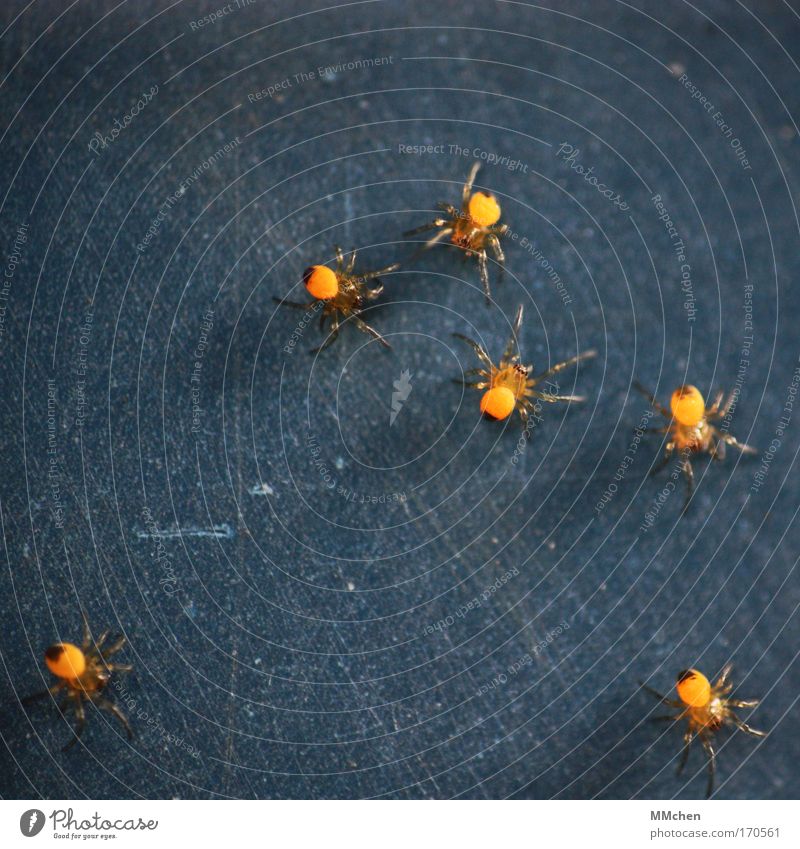 on the dancefloor Colour photo Playing Spider Group of animals Net Network Together Dark Disgust Creepy Blue Yellow Fear Spider's web Spider legs Offspring