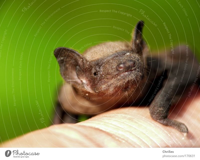 Pygmy bat_01 Colour photo Exterior shot Macro (Extreme close-up) Deserted Copy Space left Copy Space top Day Shallow depth of field Looking into the camera