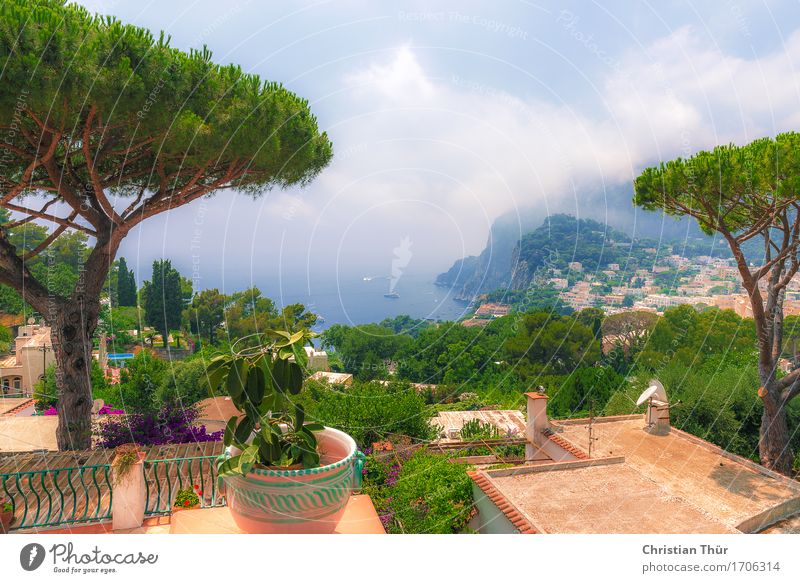 Capri in summer Harmonious Well-being Contentment Senses Relaxation Calm Vacation & Travel Tourism Sightseeing Summer vacation Mountain Hiking Tree Grass Bushes