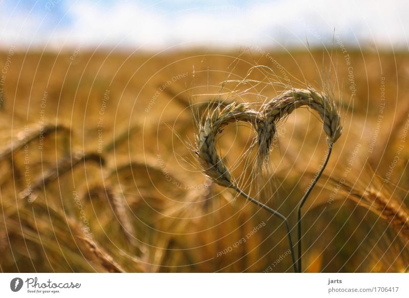 Heartfelt Grain Environment Nature Sky Clouds Summer Beautiful weather Plant Agricultural crop Field Authentic Healthy Natural Environmental protection Barley