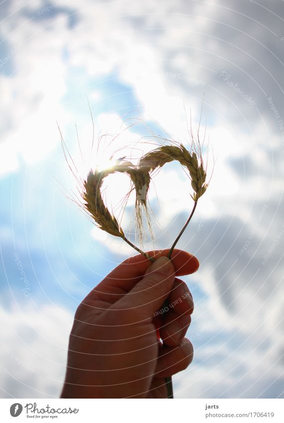with much love Hand Fingers Sky Clouds Summer Agricultural crop Heart Natural Love Infatuation Responsibility Wisdom Nature Environmental protection Barley