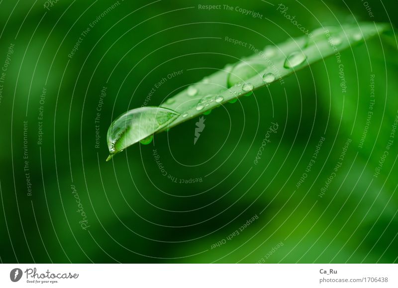 stepping stone Environment Nature Plant Water Drops of water Rain Tree Leaf Garden Esthetic Green Colour photo Exterior shot Day Blur