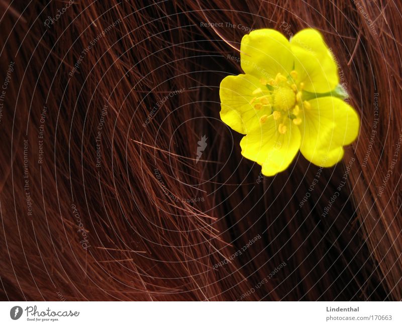 Yellow flowers flower in hair Flower Hair and hairstyles To plunge Red Chic Colour photo Ha!