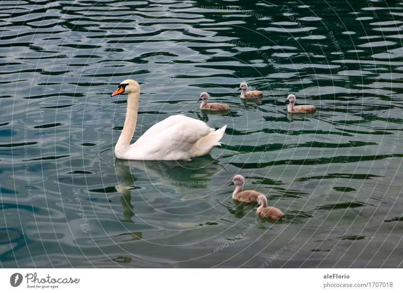Swan and its offspring Nature Animal Water Waves Lake Bled Group of animals Baby animal Animal family Swimming & Bathing Dive Beautiful Blue Gray Turquoise