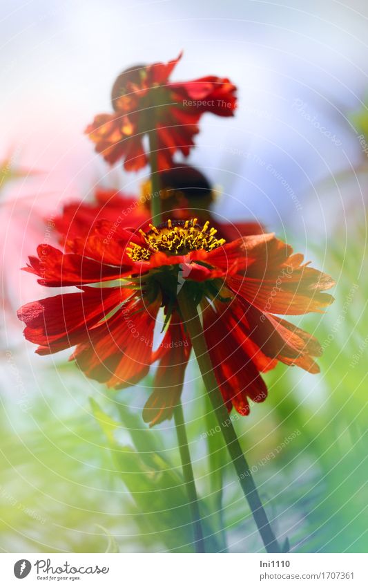 Sunflower blossoms in red Air Sky Summer Beautiful weather Flower Leaf Blossom helenium sun bride Blue Brown Multicoloured Yellow Green Orange Pink White