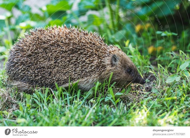 Hedgehog on green grass Summer Garden Nature Plant Animal Grass Forest Small Natural Thorny Wild Brown Green Lawn Mammal wildlife spiny Bristles defense needle