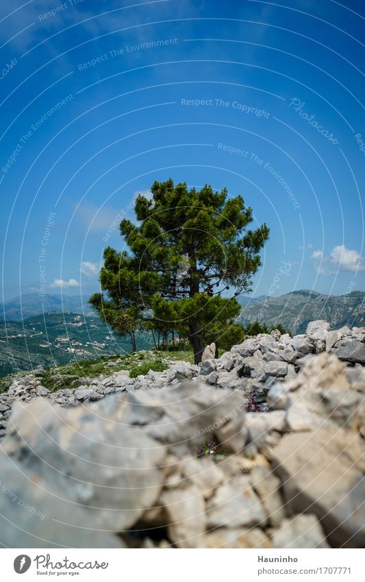 Dubrovnik Xl Vacation & Travel Tourism Summer vacation Mountain Hiking Environment Nature Landscape Sky Beautiful weather Plant Tree Grass Wild plant Meadow