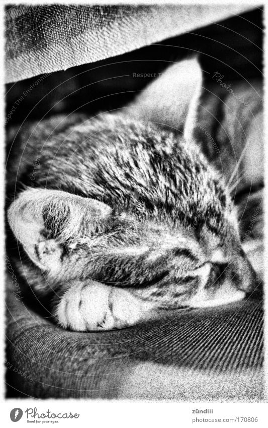 CatSleep Black & white photo Interior shot Copy Space top Copy Space bottom Morning Sunlight Central perspective Animal portrait Closed eyes Pet Animal face 1