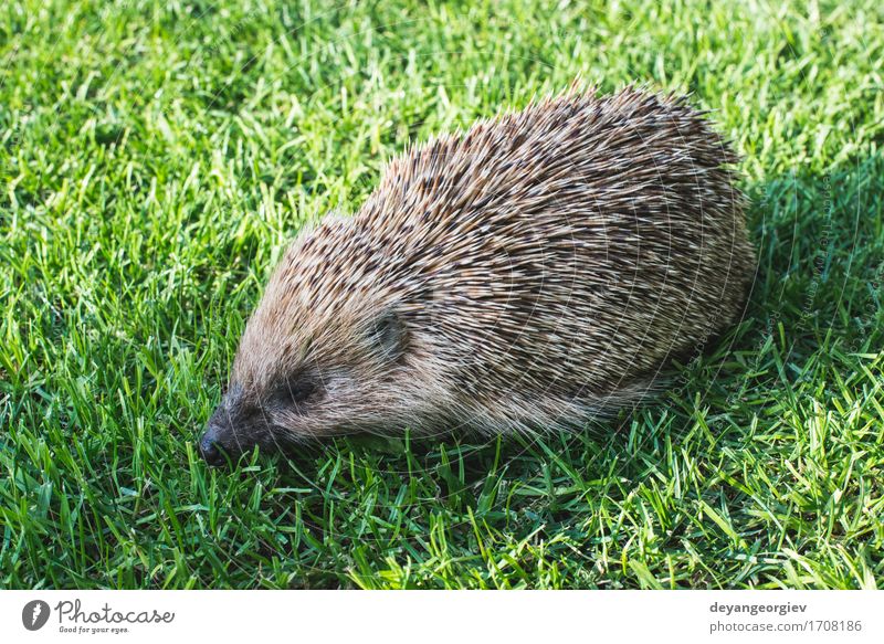 Hedgehog on a mountain meadow Summer Garden Nature Plant Animal Grass Forest Small Natural Thorny Wild Brown Green Lawn Mammal wildlife spiny Bristles defense