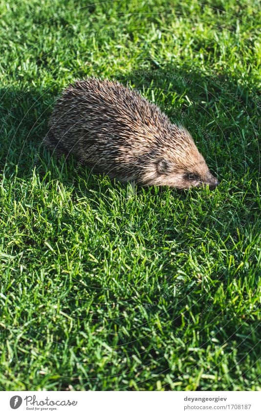 Hedgehog on a mountain meadow Summer Garden Nature Plant Animal Grass Forest Small Natural Thorny Wild Brown Green Lawn Mammal wildlife spiny Bristles defense