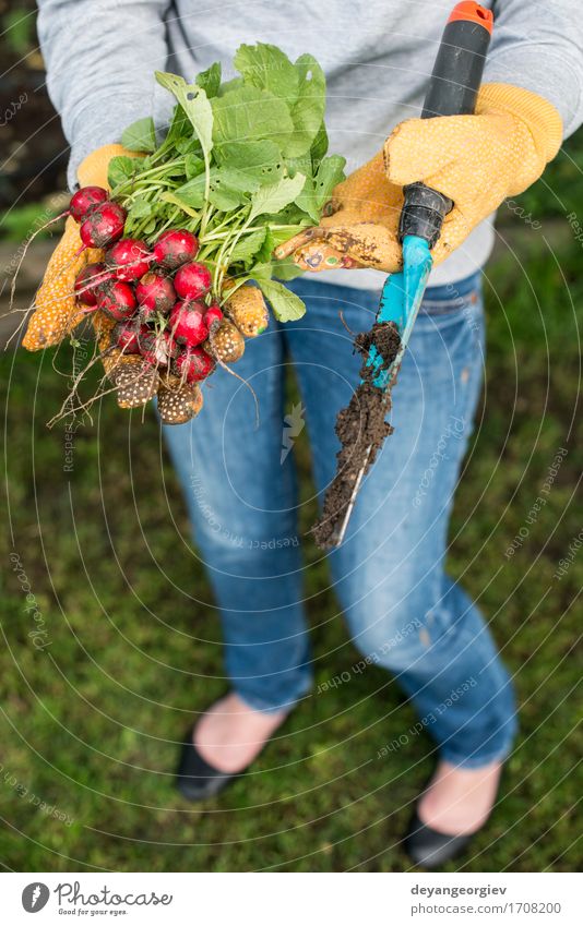 Woman hold bunch of radishes Vegetable Vegetarian diet Summer Garden Gardening Adults Hand Nature Plant Fresh Green Red Radish Organic agriculture healthy food