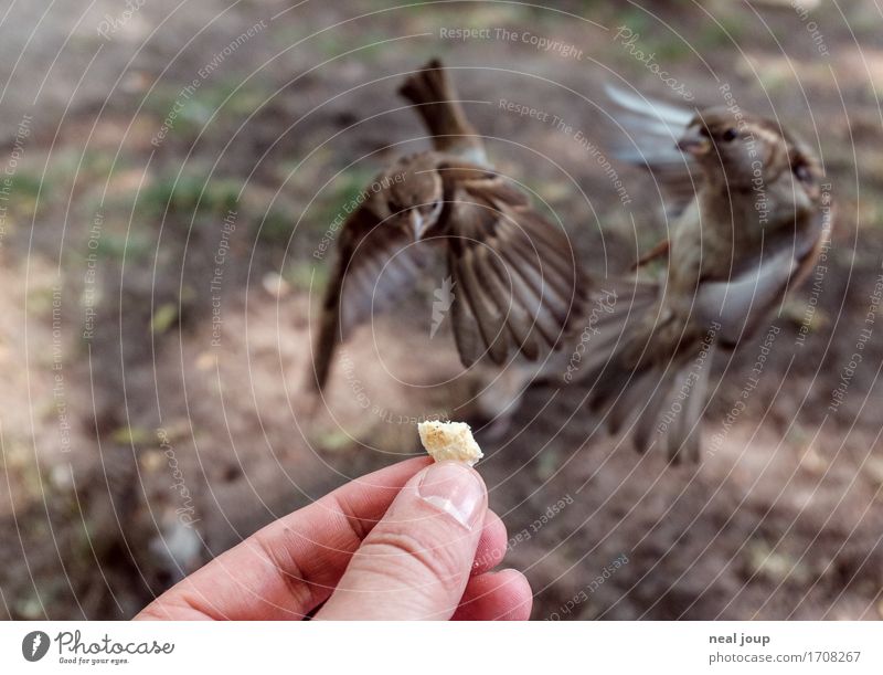 Delicious food - I Bread Fast food Hand Fingers Bird Sparrow 2 Animal Flying To feed Feeding Hunting Elegant Brash Astute Speed Brown Success Brave Voracious