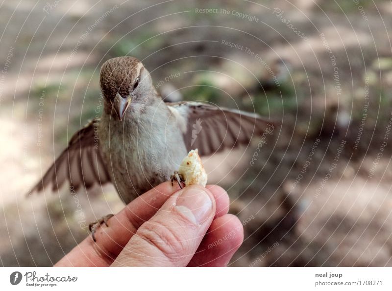Delicious food - II Bread Fast food Hand Fingers Bird Sparrow 1 Animal Flying To feed Feeding Crouch Elegant Brash Astute Speed Brown Success Brave Voracious
