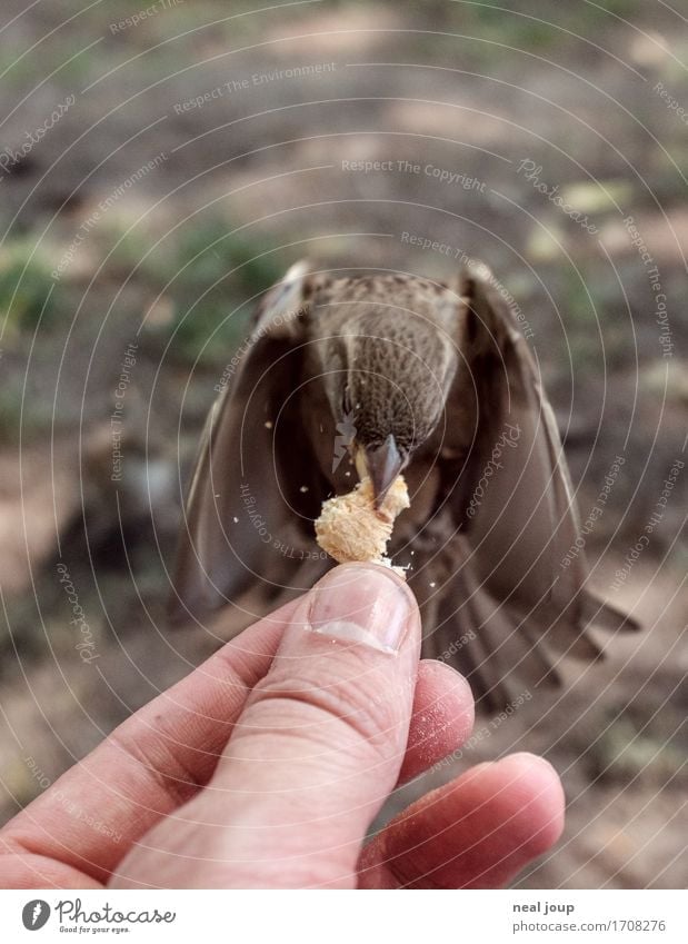 Delicious food - III Bread Fast food Hand Fingers Bird Sparrow 1 Animal Flying To feed Feeding Hunting Elegant Brash Astute Speed Brown Success Brave Voracious