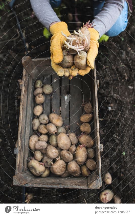 Planting potatoes Vegetable Garden Gardening Woman Adults Hand Nature Earth Growth Fresh Natural Potatoes seed food Organic Crate agriculture spring Root Sprout