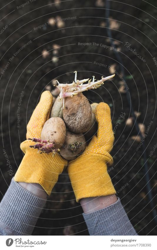 Planting potatoes Vegetable Garden Gardening Woman Adults Hand Nature Earth Growth Fresh Natural Potatoes seed food Organic Crate agriculture spring Root Sprout