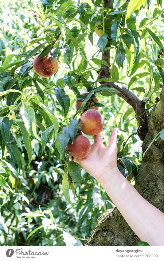 Woman picking peaches Fruit Diet Juice Summer Garden Gardening Adults Hand Tree Growth Fresh Delicious Juicy Green Red Peach branch Harvest orchard Farmer ripe