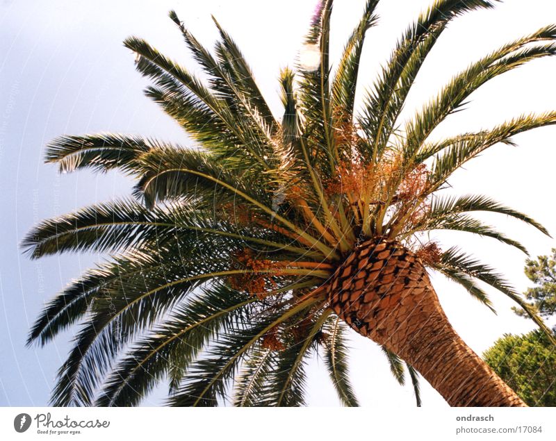 Under palm trees Palm tree Tree Beach South Physics Ocean Sun Warmth Mediterranean sea