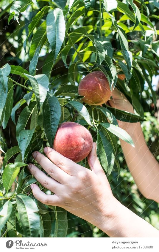 Woman picking peaches Fruit Diet Juice Summer Garden Gardening Adults Hand Tree Growth Fresh Delicious Juicy Green Red Peach branch Harvest orchard Farmer ripe