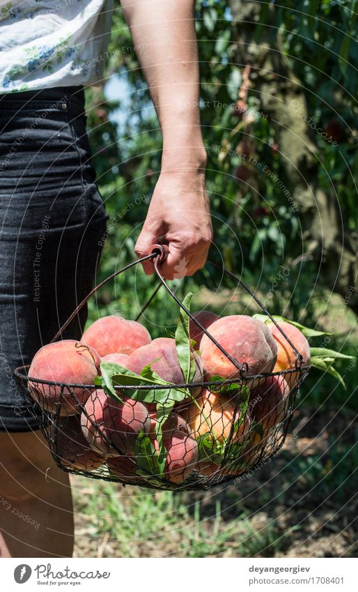 Woman hold basket with peaches Fruit Diet Juice Summer Garden Gardening Adults Tree Growth Fresh Delicious Juicy Green Red Peach branch Basket Harvest orchard