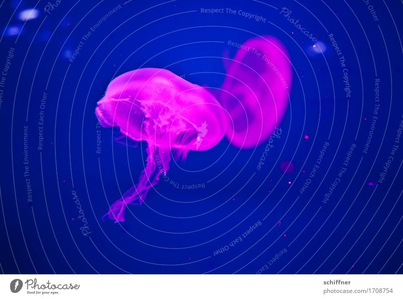 Pair dance - from outta space III Animal Jellyfish 2 Pair of animals Swimming & Bathing Blue Pink Float in the water Hover In pairs Deserted Artificial light