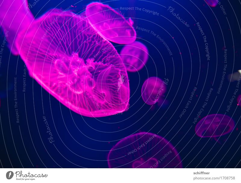 Floating | from outta space VII Animal Jellyfish Group of animals Flock Swimming & Bathing Blue Pink Float in the water Hover Together Transparent Glide
