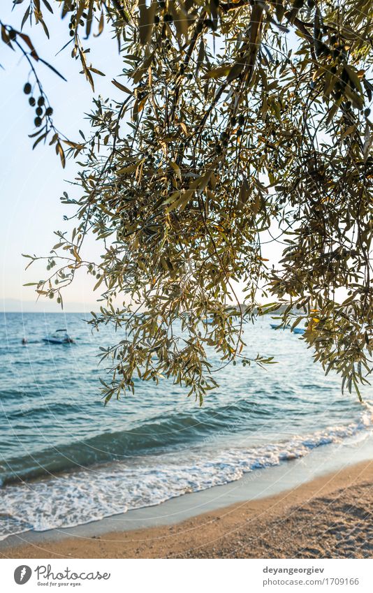 Olive trees, sea and sunse Beautiful Vacation & Travel Tourism Summer Sun Beach Ocean Island Mountain Garden Nature Landscape Sky Tree Blue olive Sunset Sicily