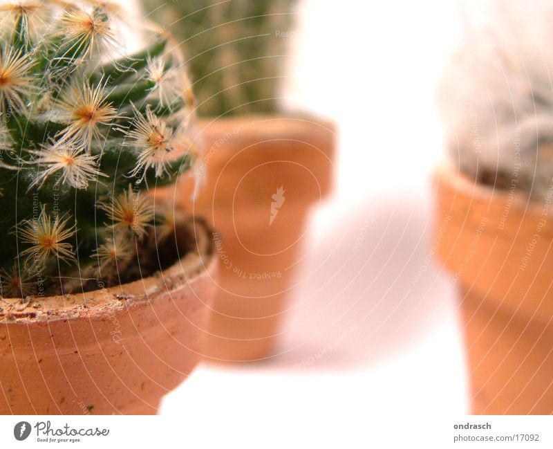 cactuses =)) Cactus Succulent plants Plant Dry Chamber pot Room Window Thorn peaks Desert