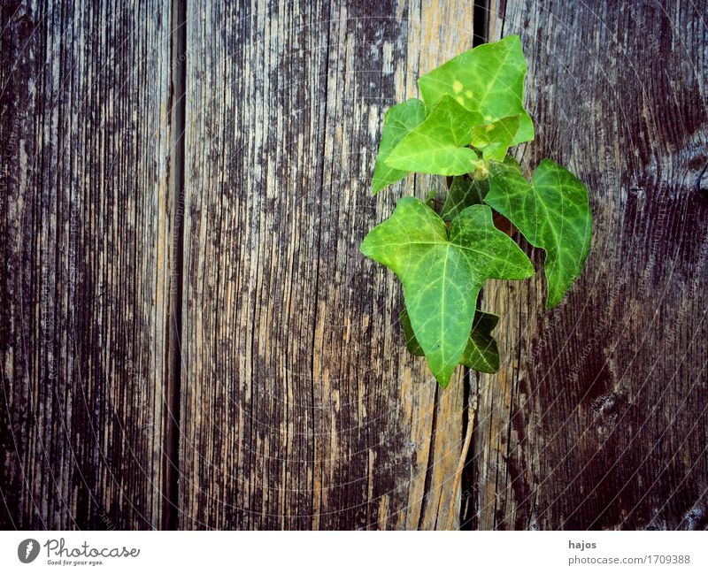 Ivy on old board Plant Green climbing plants Creeper green old Plank Door Background picture text space Free space Colour photo Exterior shot Copy Space left