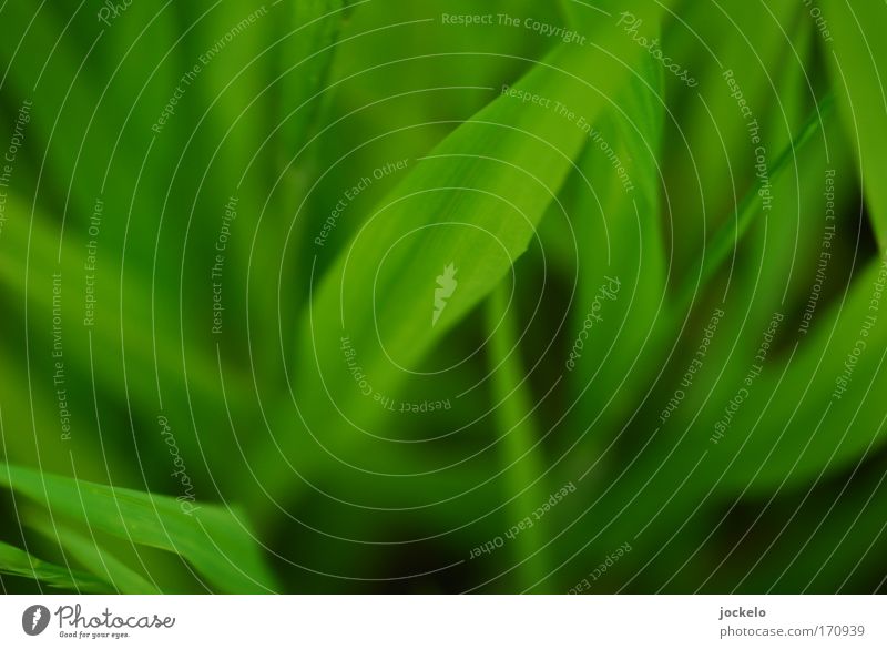 Green is hell Environment Nature Plant Animal Grass Bushes Meadow Juicy Black Colour photo Exterior shot Close-up Detail Macro (Extreme close-up) Pattern