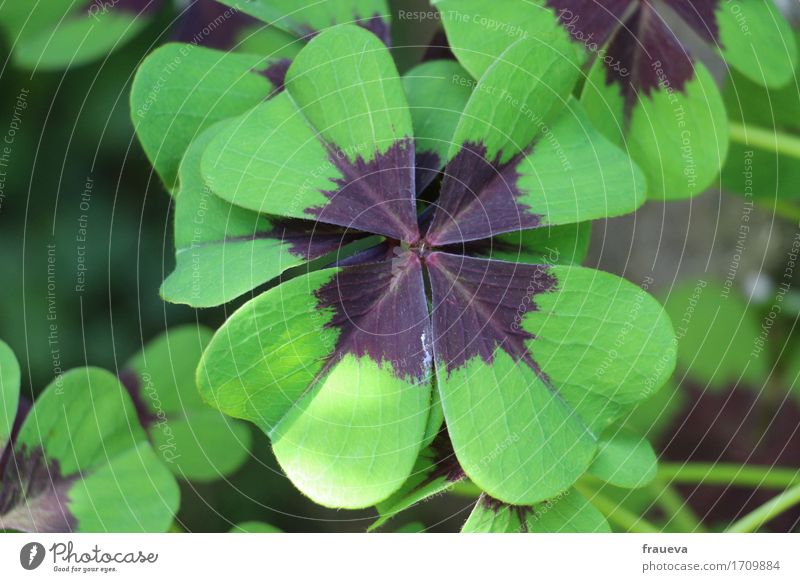 lucky clover Nature Plant Animal Summer Beautiful weather Grass Leaf Foliage plant Wild plant Garden Growth Colour photo Exterior shot Close-up Detail