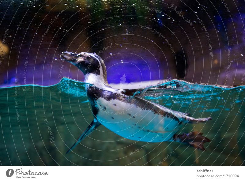 Look, look! Animal Zoo Aquarium 1 Swimming & Bathing Black Bird Penguin Humboldt Penguin Water Dark Funny Paddling Interior shot Twilight