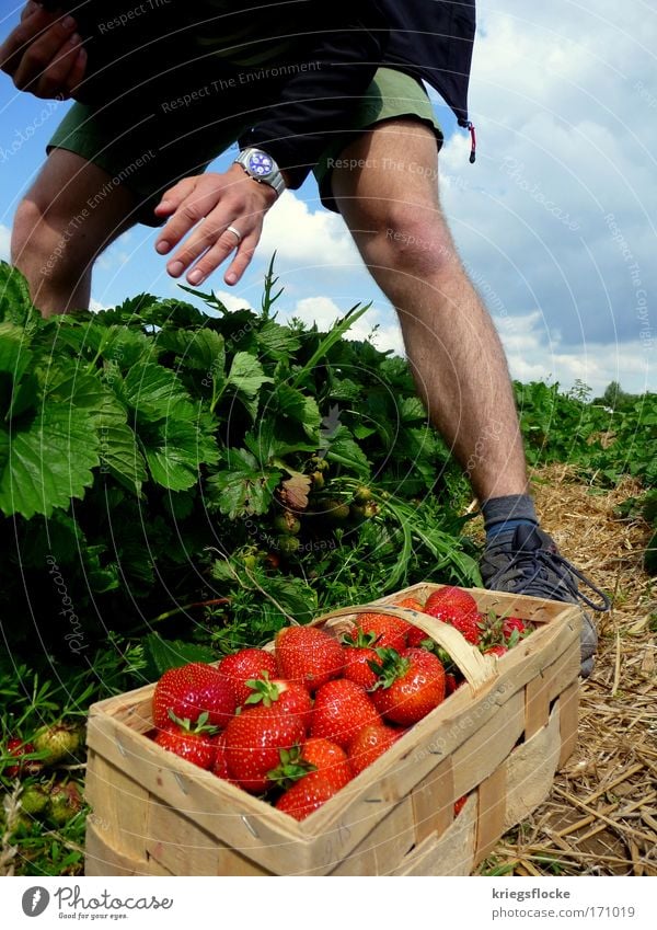 I'll pick you... Fruit Strawberry Human being Masculine To enjoy Red Pick Colour photo Exterior shot Day Men's leg Basket Sweet Fruity Harvest Men`s hand