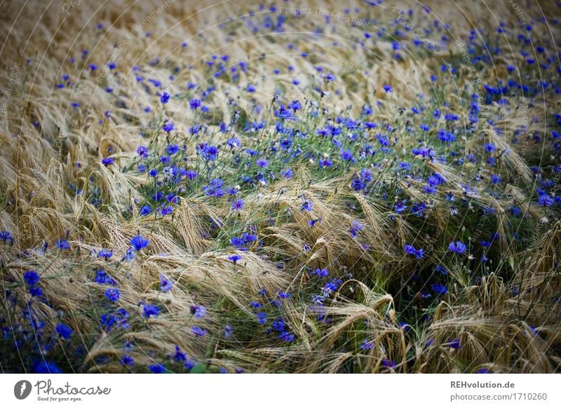cornflowers Environment Nature Landscape Plant Flower Blossom Agricultural crop Blossoming Sustainability Natural Blue Agriculture Cornfield Cornflower