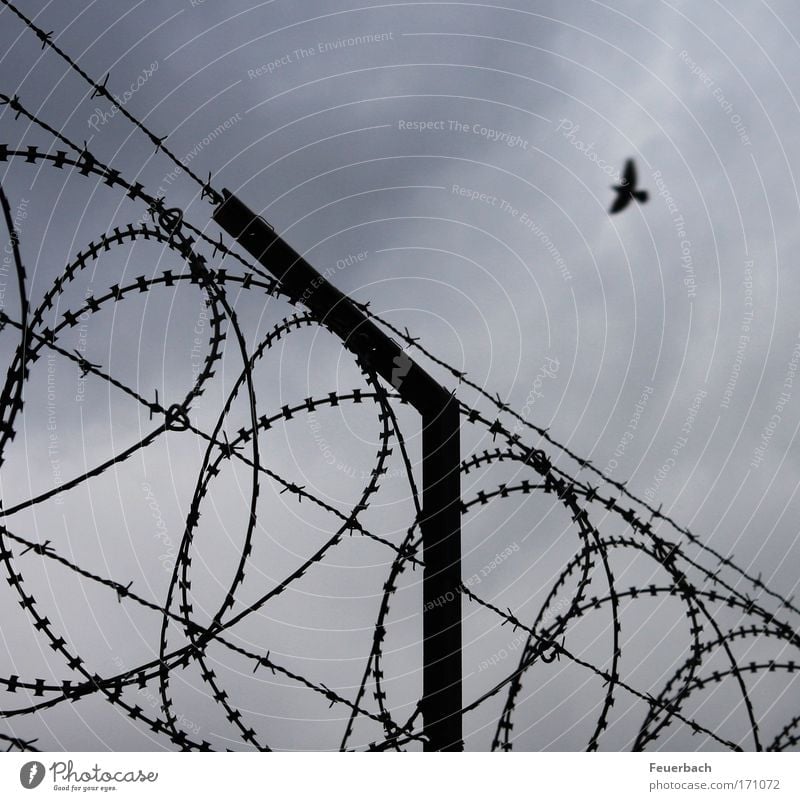 Flight to freedom? Freedom Sky Clouds Wall (barrier) Wall (building) Bird 1 Animal Threat Infinity Thorny Longing Force War Rescue Divide Escape Flying Border
