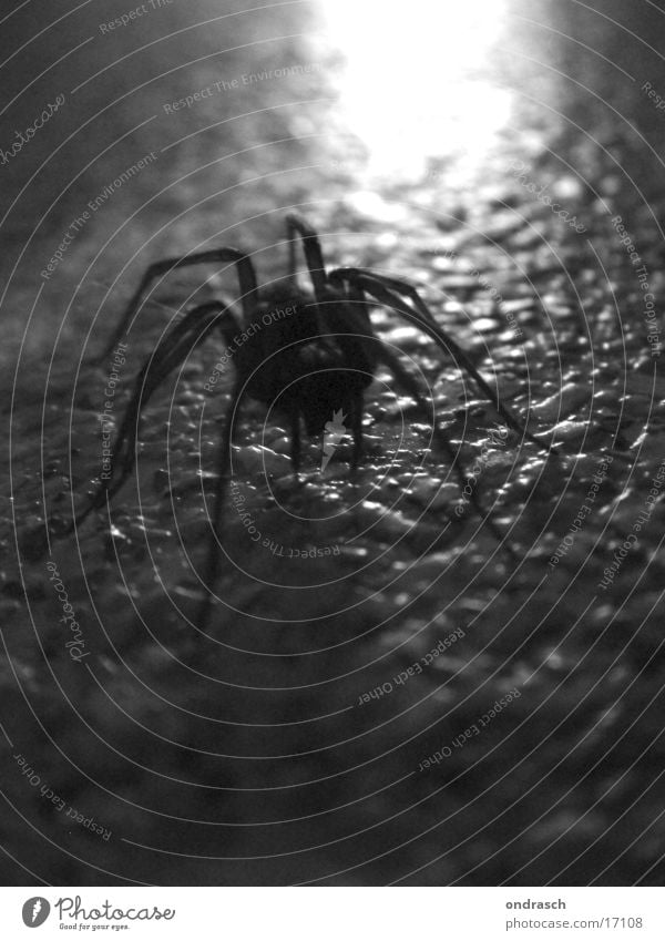 Spider in the evening Animal Insect Creepy Disgust Dark Crawl Fear Silhouette Black & white photo