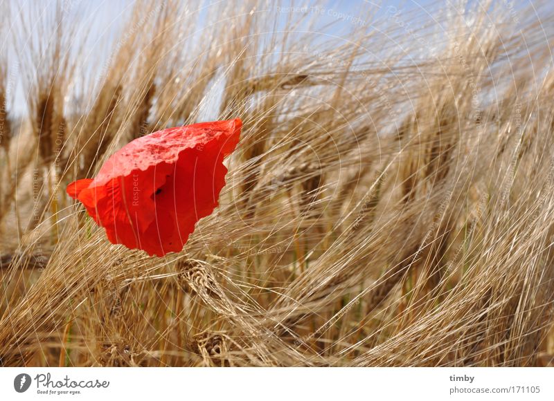 Barley field with poppy seeds Colour photo Exterior shot Day Sunlight Nature Agricultural crop Barleyfield Field Poppy