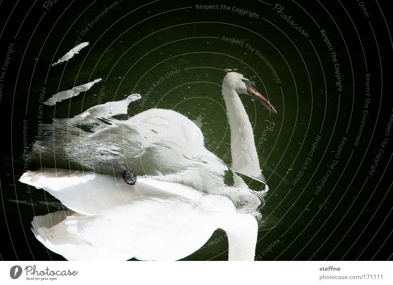 swant evil to me Subdued colour Exterior shot Experimental Copy Space top Reflection Animal portrait Swan 1 Love of animals Loyalty Beautiful Pride